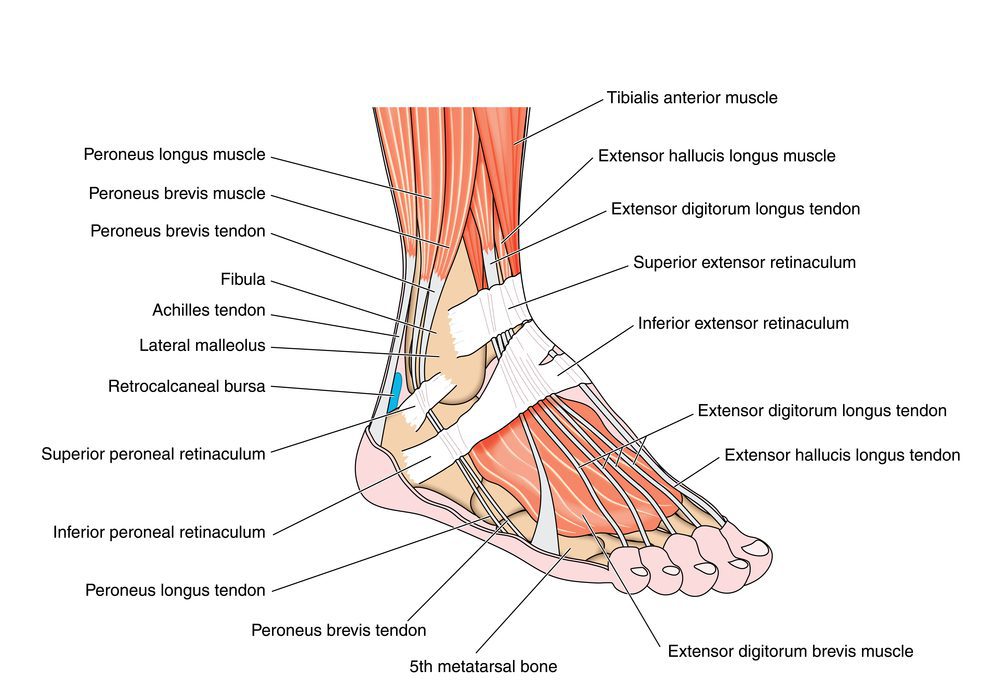 A diagram of extensor tendons in the foot